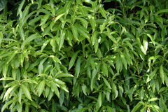 Melicytus lanceolatus