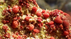 Homotrema rubrum