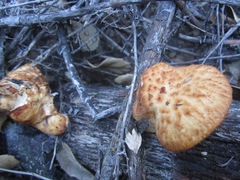 Polyporus mcmurphyi