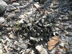 Ariocarpus retusus retusus