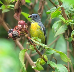 Yellow-Rumped Flowerpecker photo 2