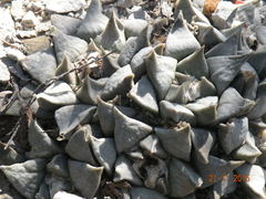 Ariocarpus retusus retusus