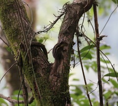 Tamiops mcclellandii