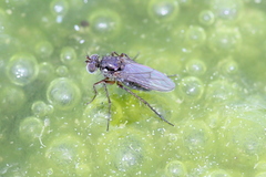 Dolichopodinae