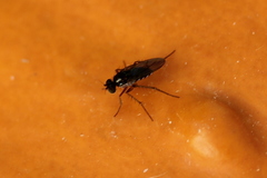 Dolichopodinae
