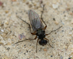 Dolichopodinae