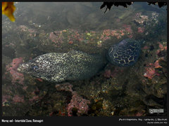 Gymnothorax favagineus