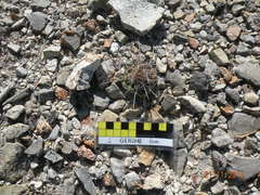 Thelocactus tulensis