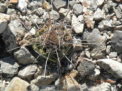 Thelocactus tulensis