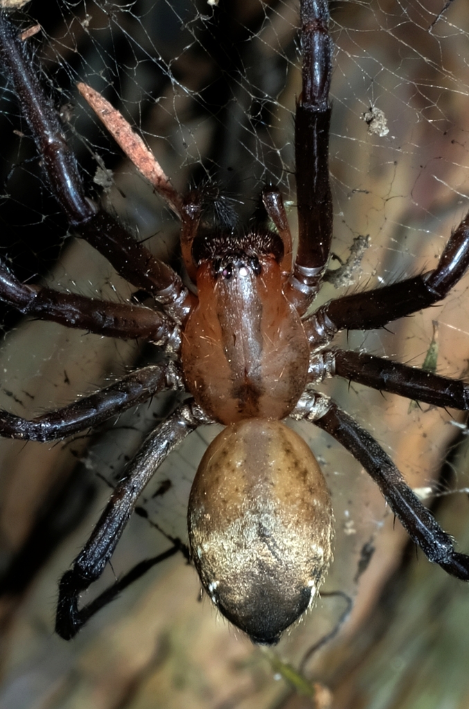 Bush Spider from Wainuiomata, Lower Hutt 5373, New Zealand on May 28 ...