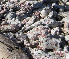 Homotrema rubrum
