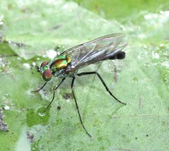 Plagioneurus univittatus