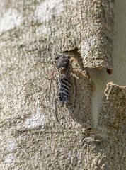 Atrapsalta corticina