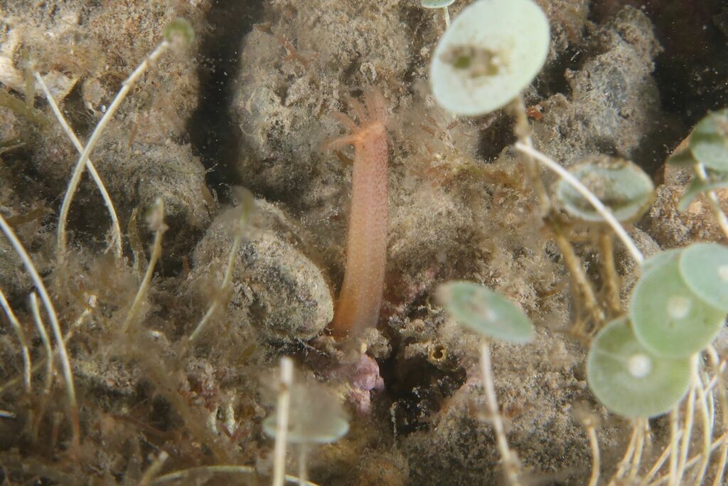Labidoplax adriatica