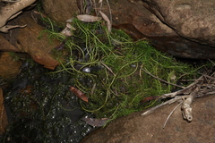 Myriophyllum variifolium, photograph Thomas Mesaglio, CC BY, iNaturalist via GBIF
