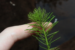 Myriophyllum variifolium, photograph Thomas Mesaglio, CC BY, iNaturalist via GBIF