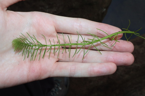 Myriophyllum variifolium, photograph 4