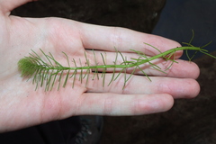 Myriophyllum variifolium, photograph Thomas Mesaglio, CC BY, iNaturalist via GBIF