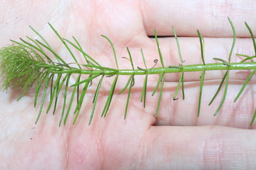 Myriophyllum variifolium, photograph 5