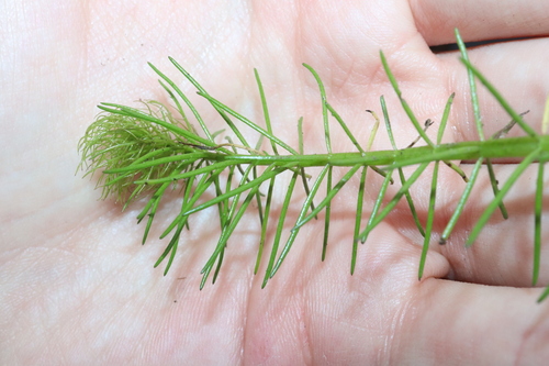 Myriophyllum variifolium, photograph 6