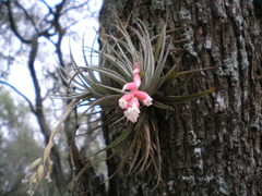 Tillandsia recurvifolia