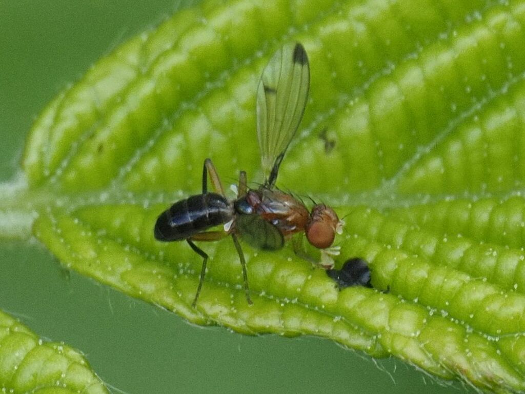 Geomyza venusta