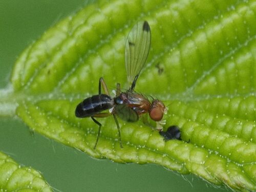 Geomyza venusta