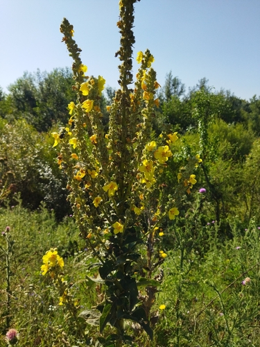 Orange Mullein