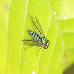 Condylostylus pruinosus