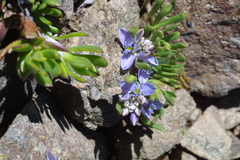 Polygala salasiana