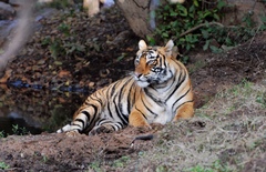 Panthera tigris tigris