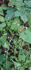 Tanacetum partheniifolium