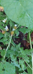 Tanacetum partheniifolium, photograph Алена Ручка, CC BY, iNaturalist via GBIF