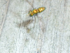 Condylostylus comatus