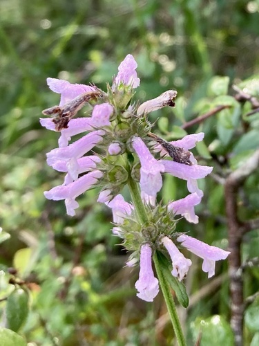 Betonica officinalis