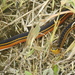 Trinidad Black-backed Snake - Photo (c) QuestaGame, some rights reserved (CC BY-NC-ND), uploaded by QuestaGame
