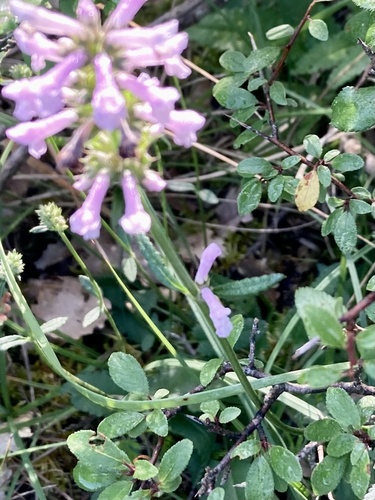 Betonica officinalis