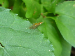 Condylostylus comatus