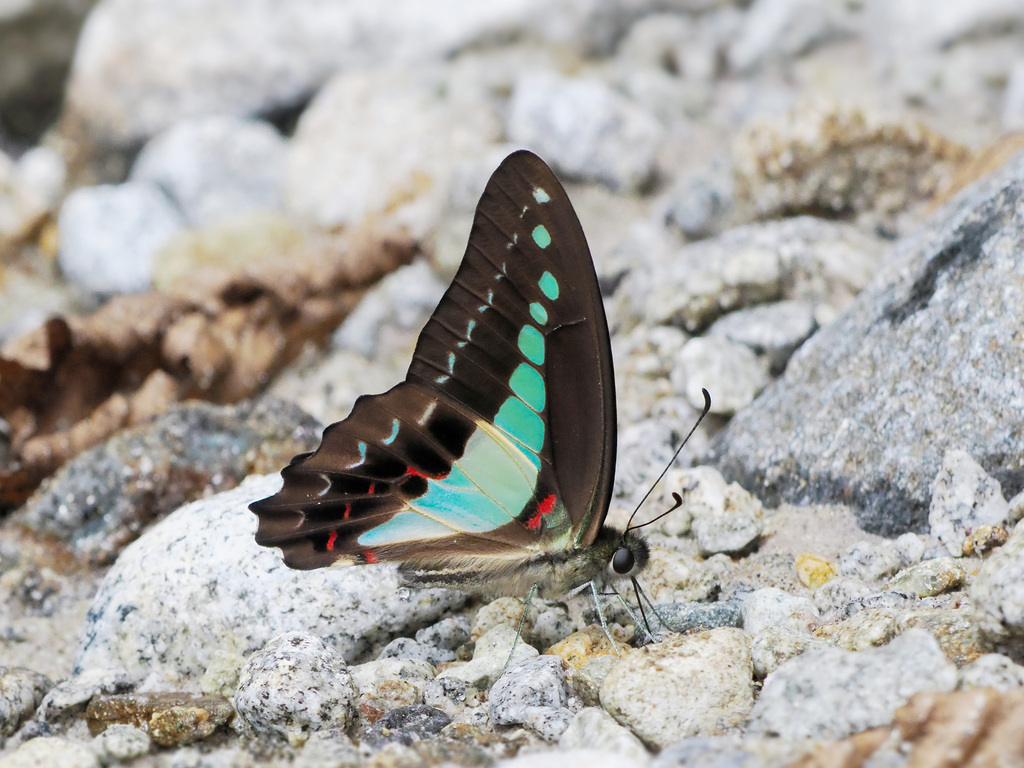 Sulawesi Bluebottle