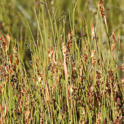 Image of Common Fountainreed (Cannomois parviflora) by (c) Noeleen du Toit, some rights reserved (CC BY-SA)