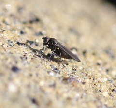 Dryomyzidae