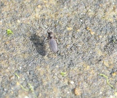 Dryomyzidae