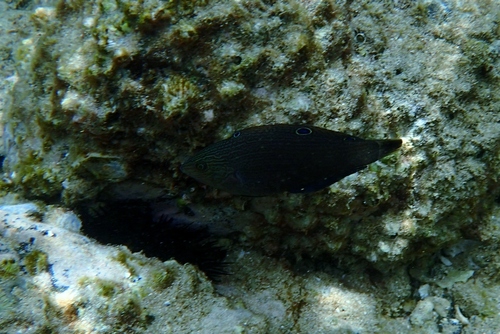 Dusky wrasse (Halichoeres marginatus) — Labridae
