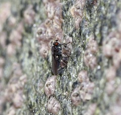 Dryomyzidae