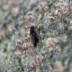 Dryomyzidae