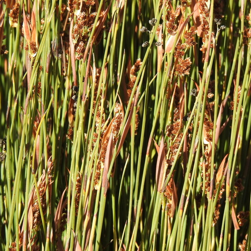 Image of Common Fountainreed (Cannomois parviflora) by (c) Noeleen du Toit, some rights reserved (CC BY-SA)