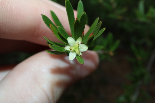 Image of Box Micrantheum (Micrantheum hexandrum) by (c) Thomas Mesaglio, some rights reserved (CC BY)