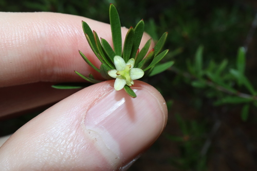 Micrantheum hexandrum (Micrantheum hexandrum)