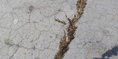Muhlenbergia rigens