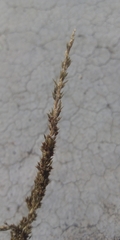 Muhlenbergia rigens
